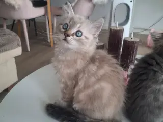 British Longhair/regdoll