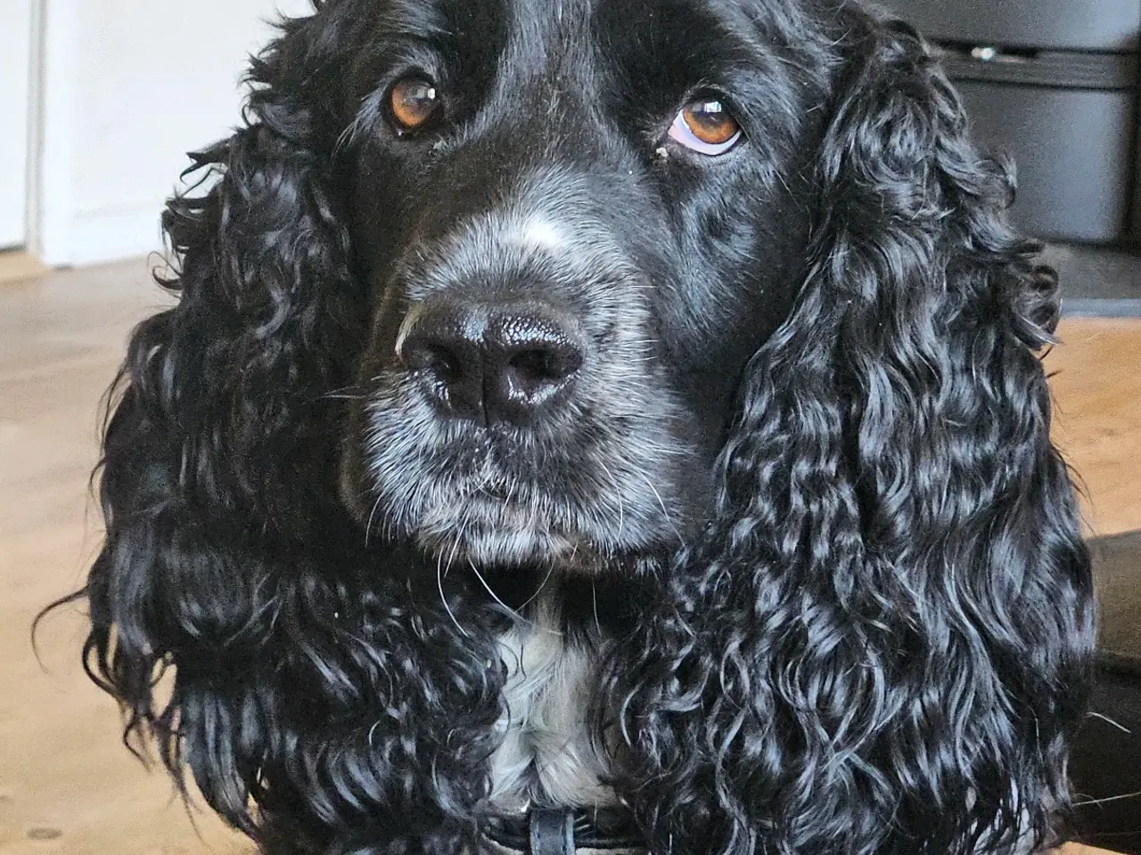 Billede 5 - Springer spaniel 8 uger