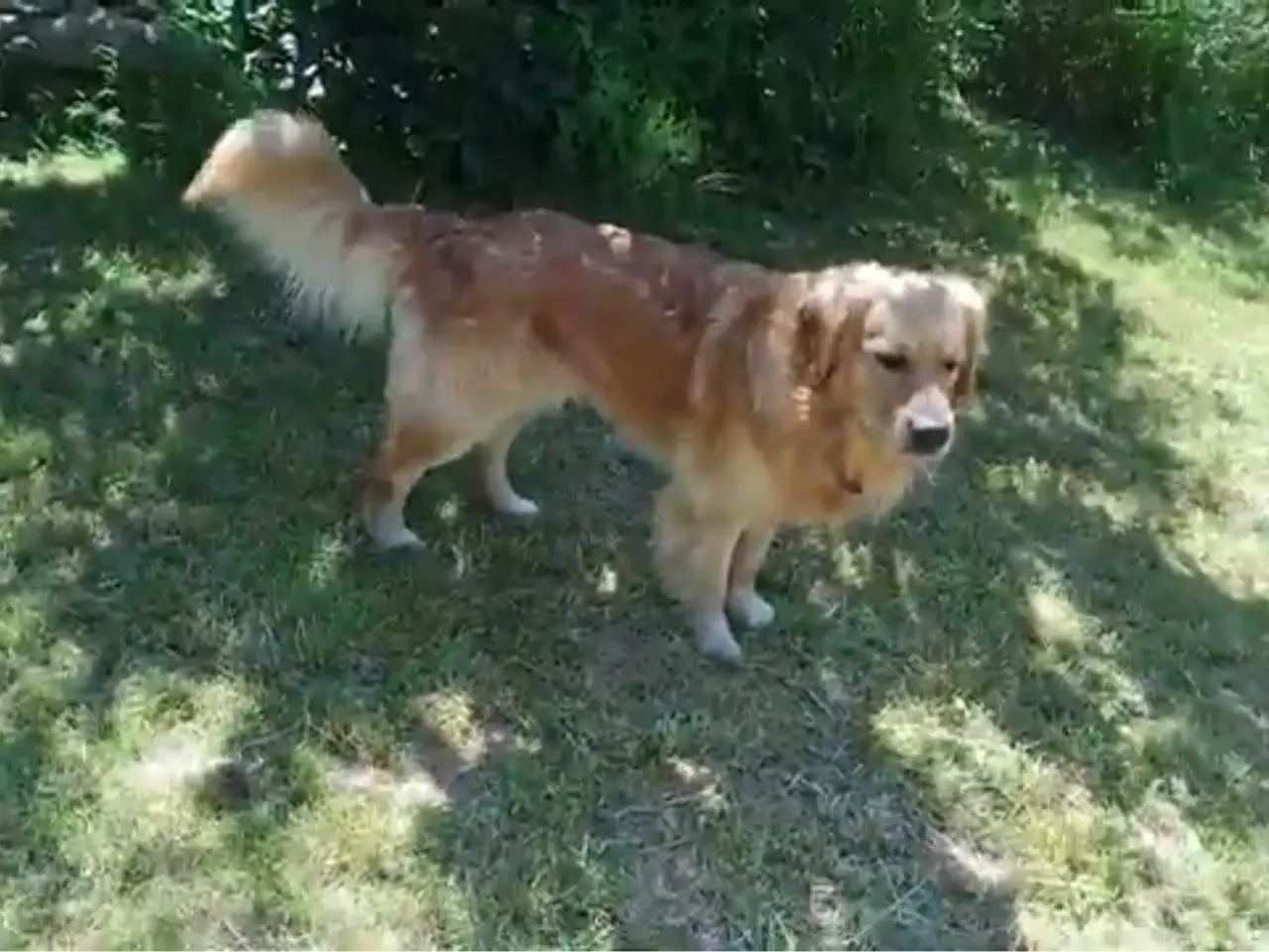 Billede 5 - Golden retriever hvalpe
