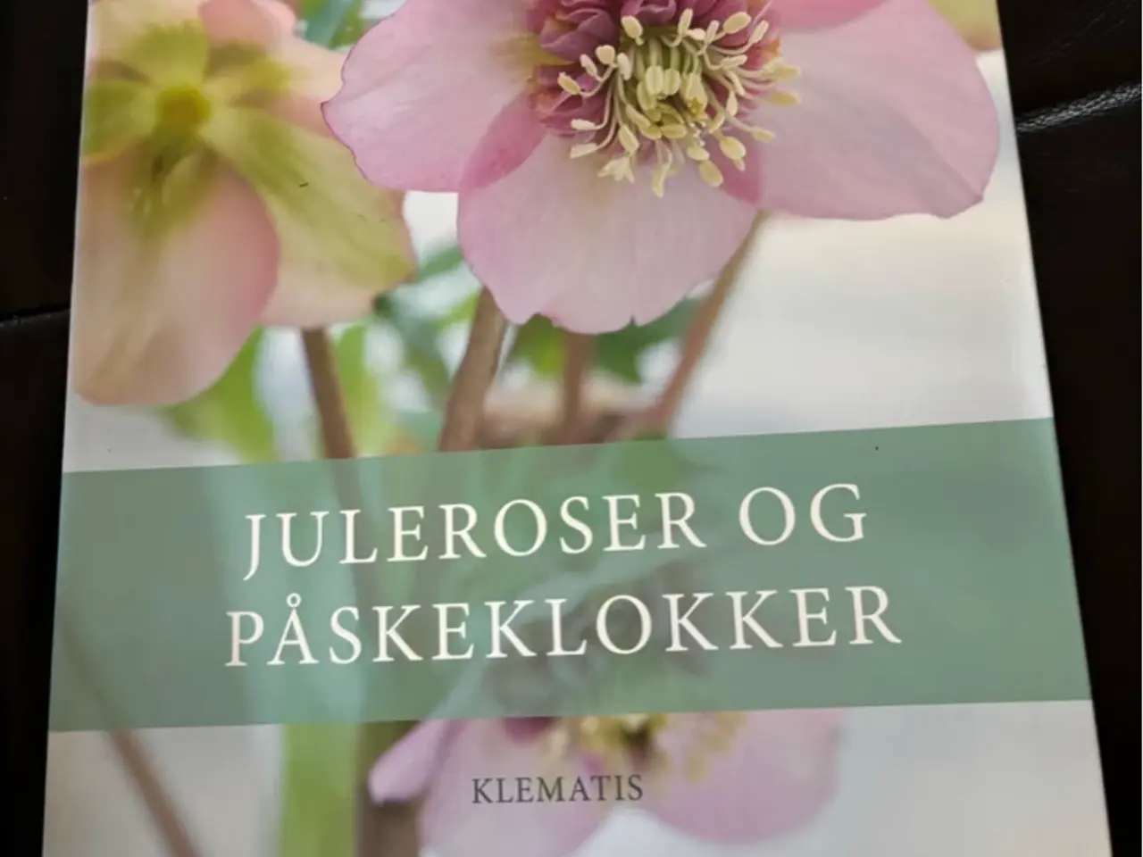 Billede 1 - Juleroser af Claus Dalby