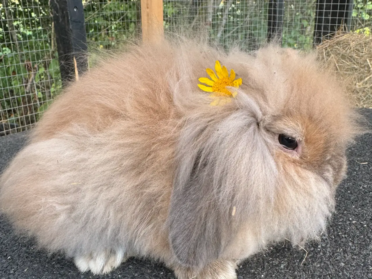 Billede 1 - Lion lop kanin
