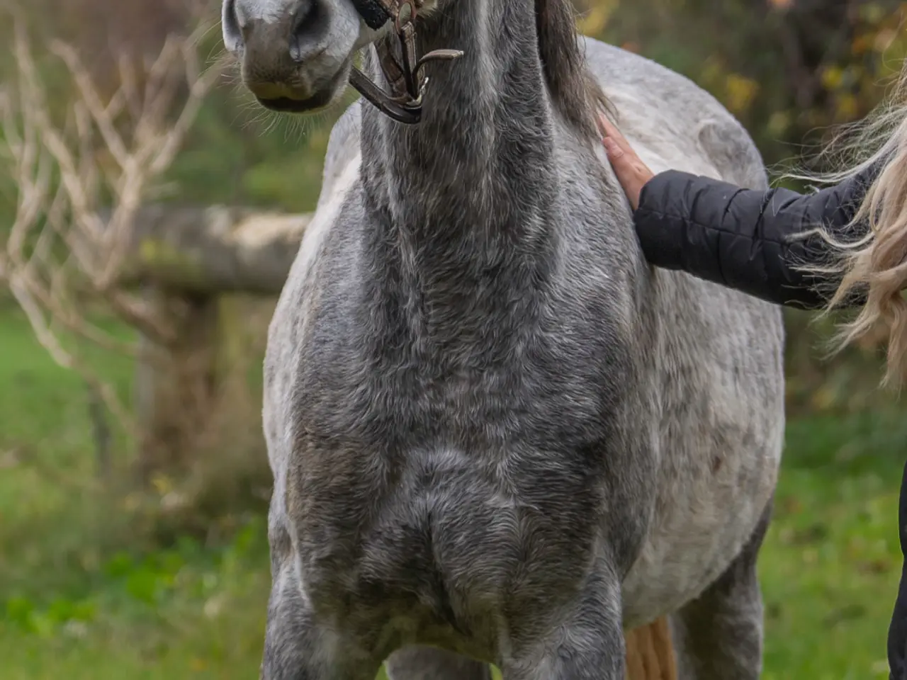 Billede 2 - TU elegantus OX