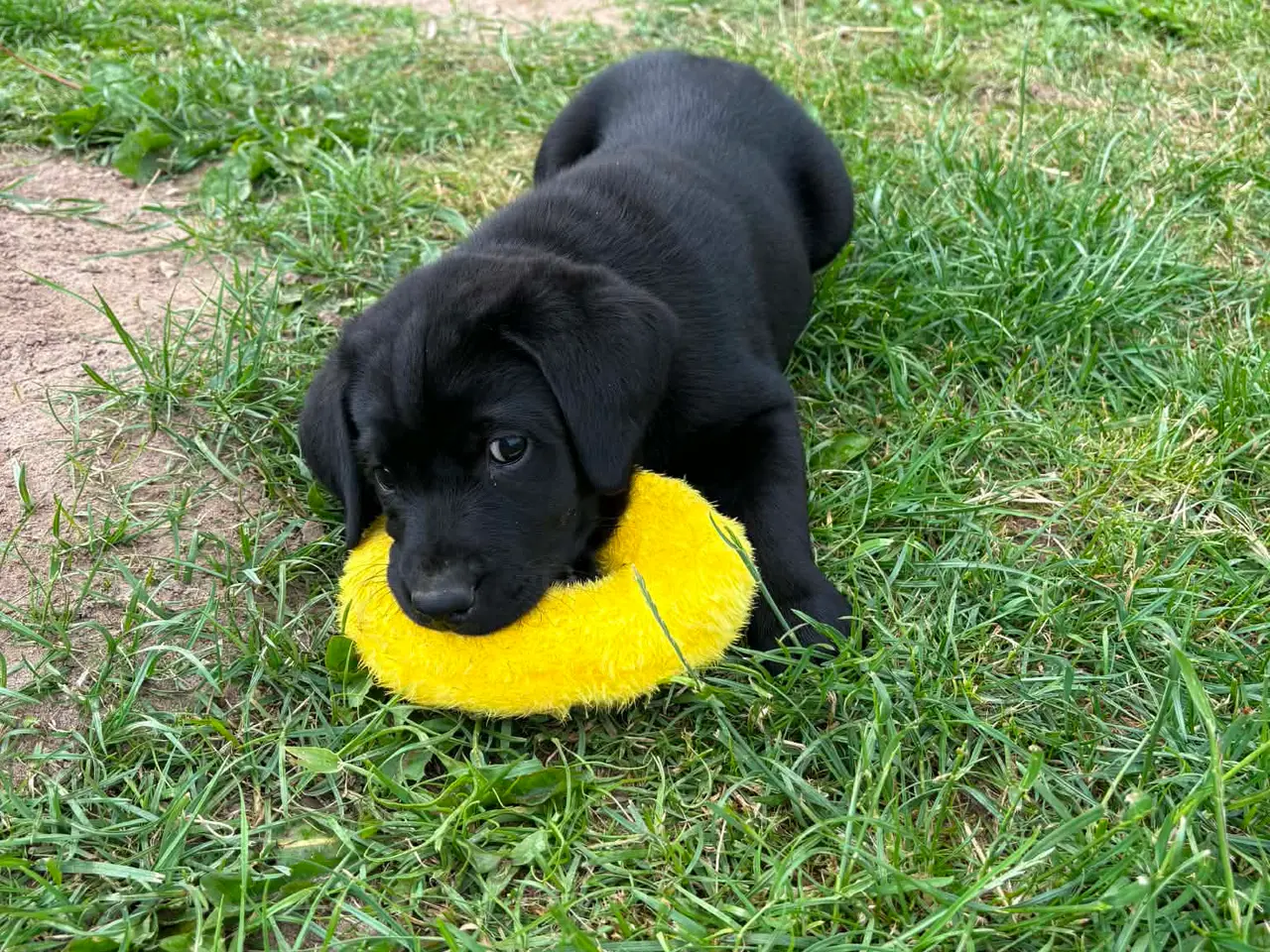 Billede 5 - Særlig Labrador Formel 1-hvalp søger et hjem