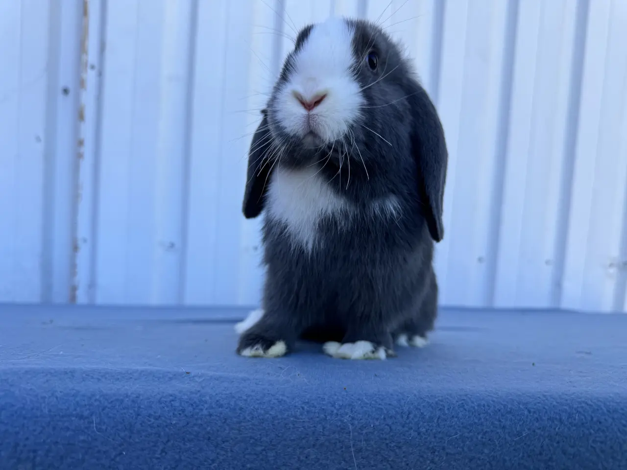 Billede 4 - Salgsklare Dværgvædder Hunkaniner 🐰