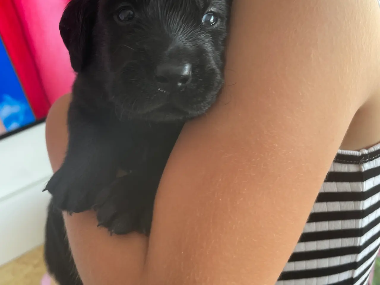 Billede 6 - Labrador/golden retriever hvalpe til salg