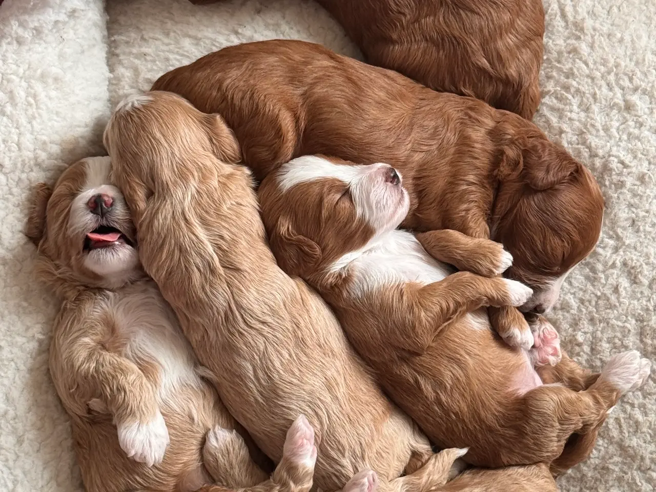 Billede 1 - Maltipoo-hvalpe søger deres familier