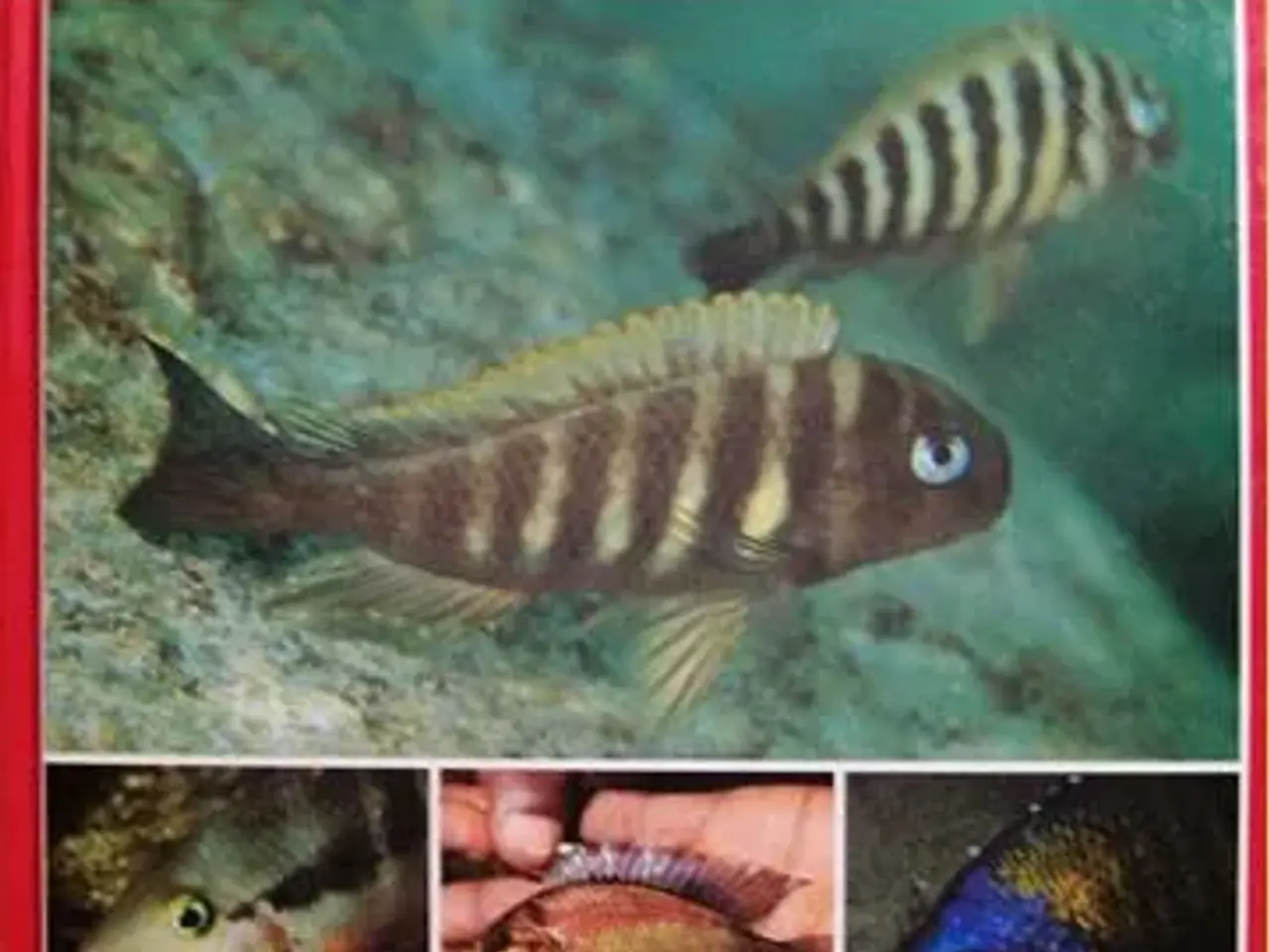 Billede 5 - Cichlide Årsbøger, 1 - 6 m.fl.