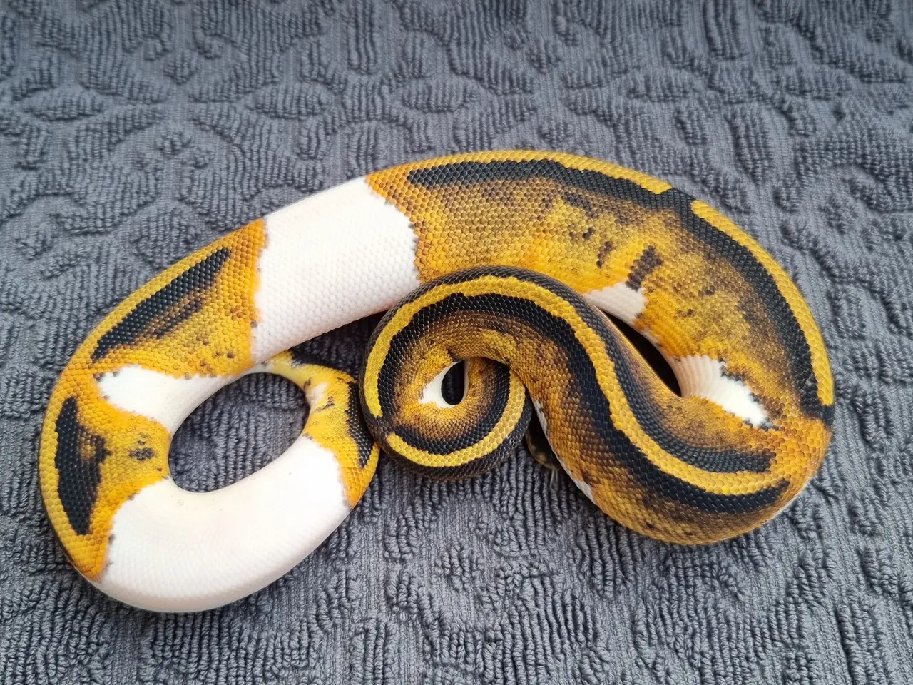 Billede 1 - Kongepython morfer 2026