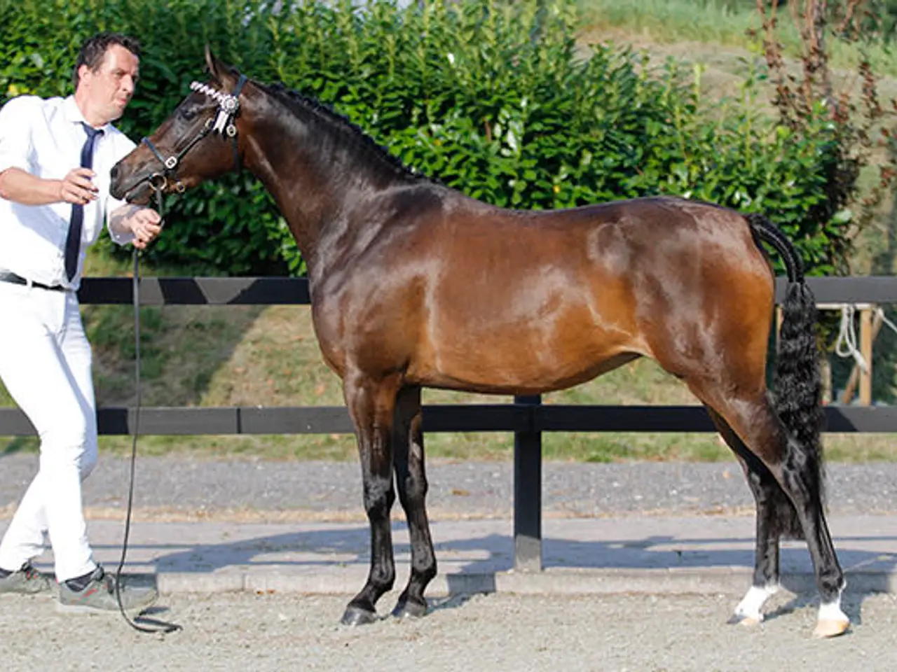 Billede 2 - Smuk welsh C hoppe