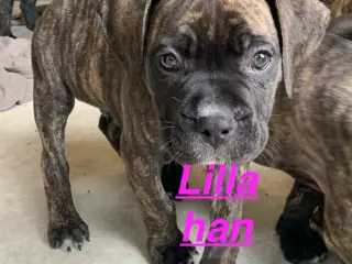 Presa canario / Cane Corso hvalpe - 2