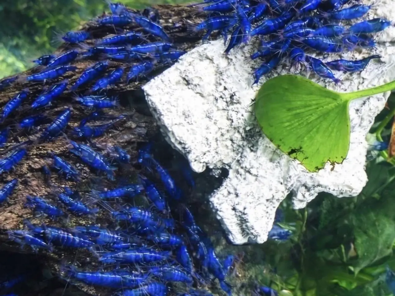 Billede 10 - 💙Flotte blå rejer
