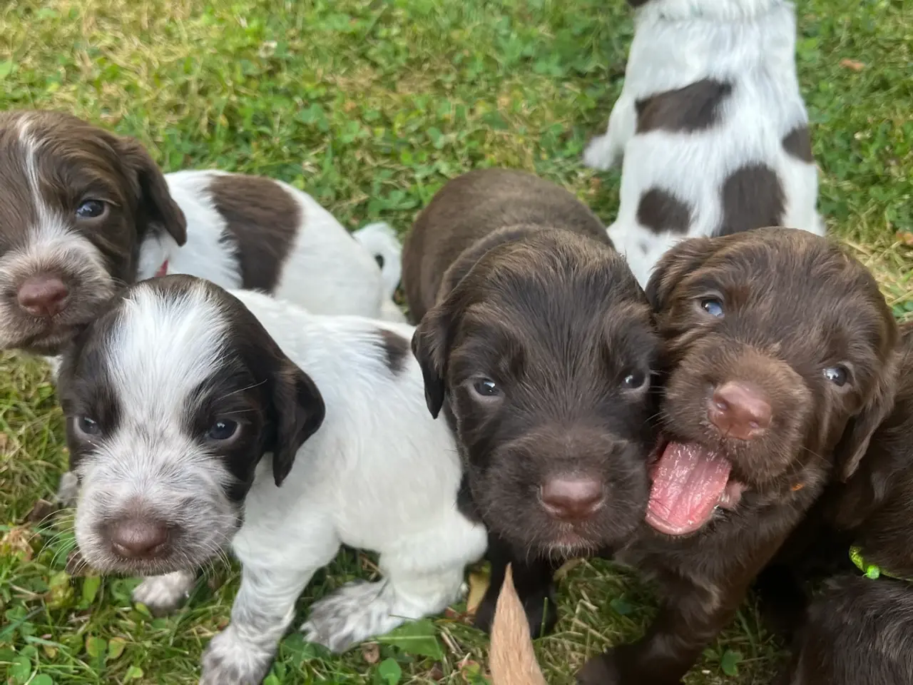 Billede 4 - 🐾 8 skønne hvalpe søger deres nye hjem 🐾