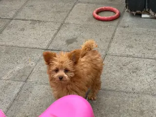 Små skønne Pomapoo hvalpe ❤️🐾