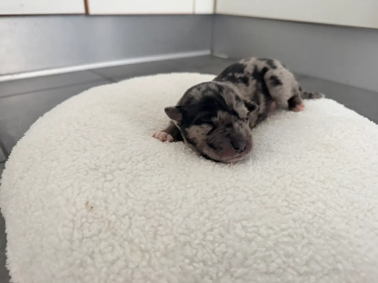 Billede 4 - Sødeste 9 hundehvalpe klar til jul
