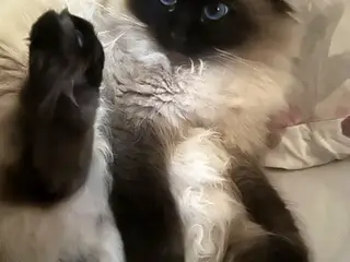 Vores skønne Bodil søger nyt hjem❤️