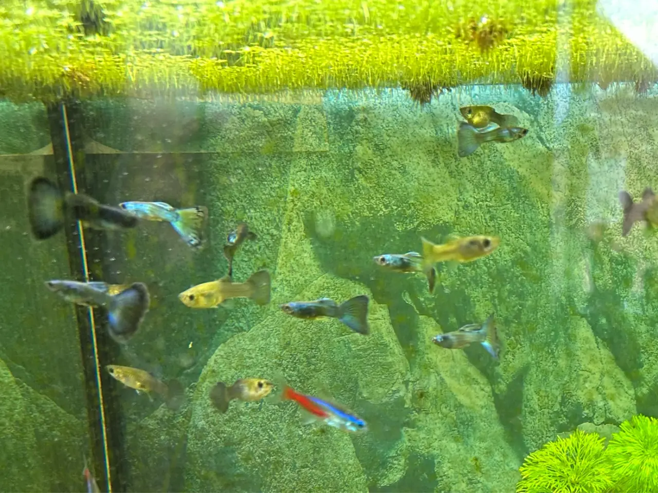 Billede 7 - 🐟🔵 Blue Moscow Guppy Par sælges - Viby J