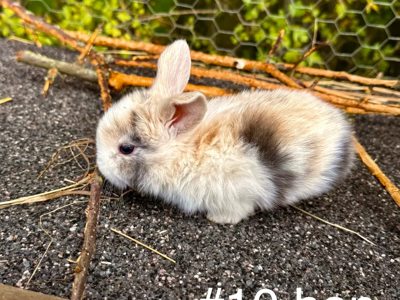 Billede 13 - Mini Lop kaninunger