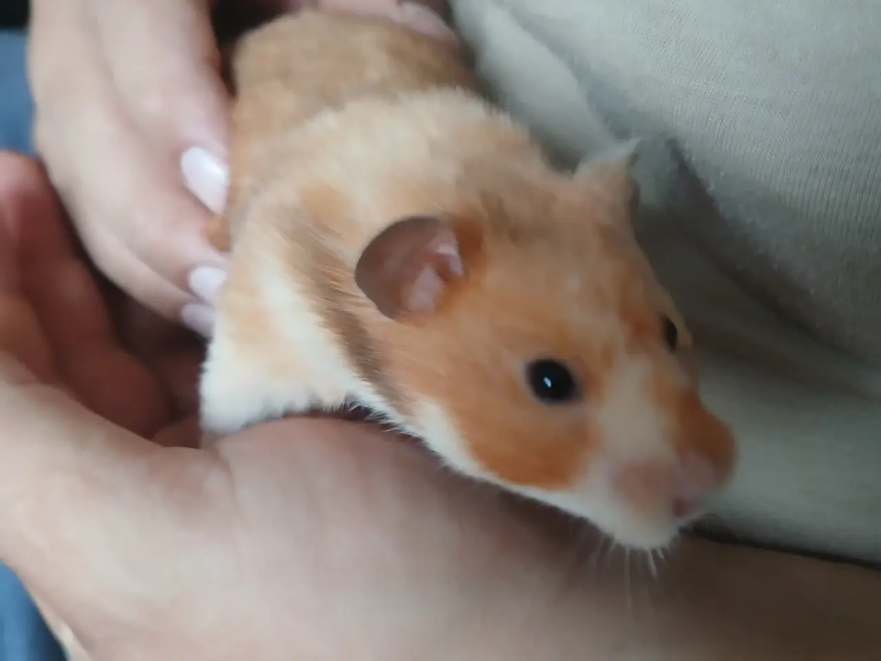 Billede 2 - Hun guldhamster med bur