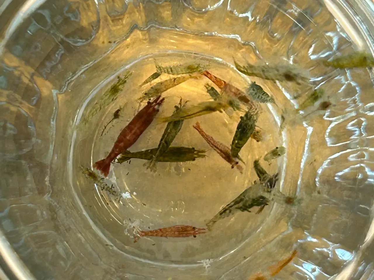 Billede 8 - 🦐 Neocaridina rejer – blandede 5stk | GLS