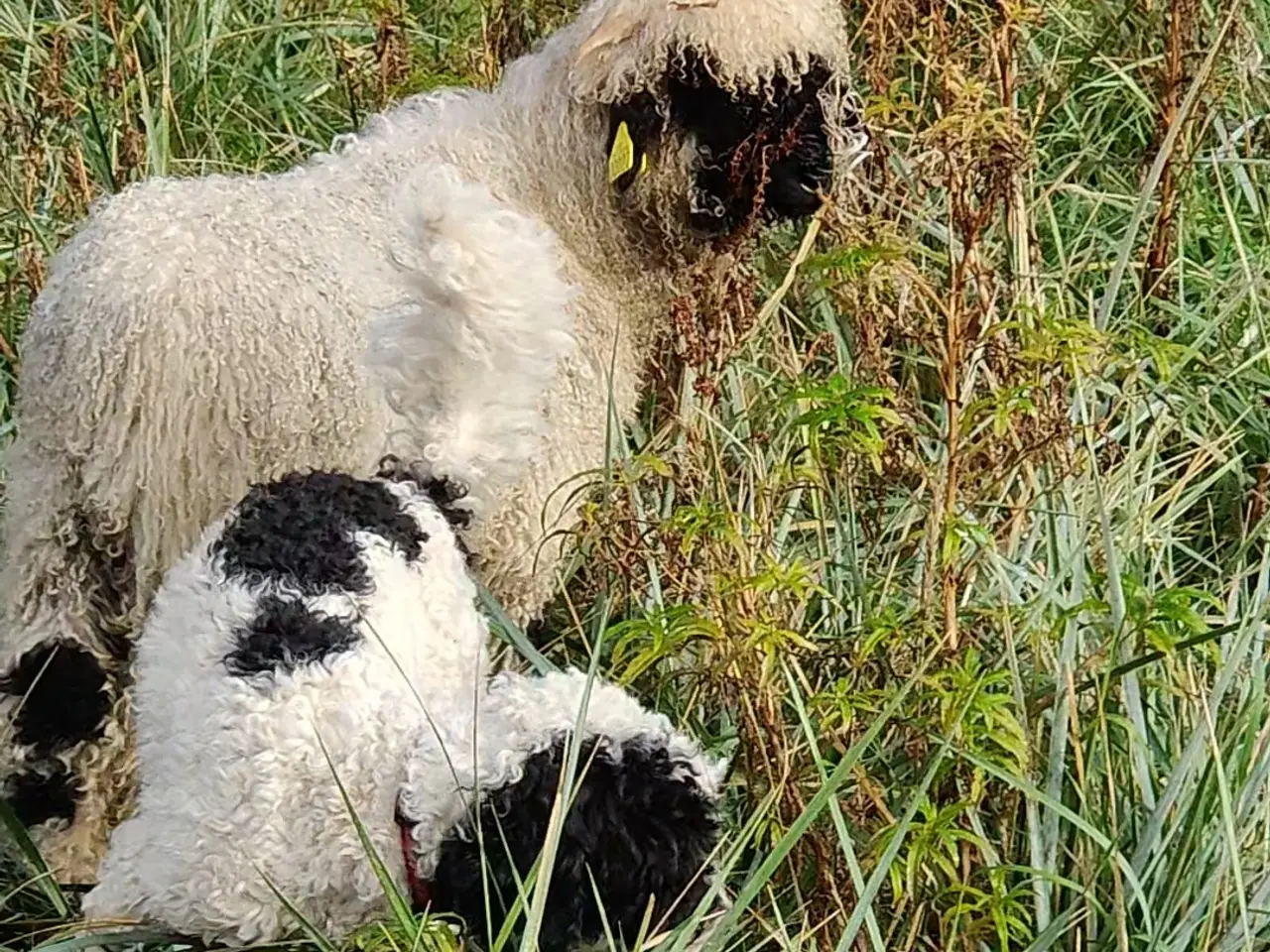 Billede 6 - Dejlig cavapoo søger god familie