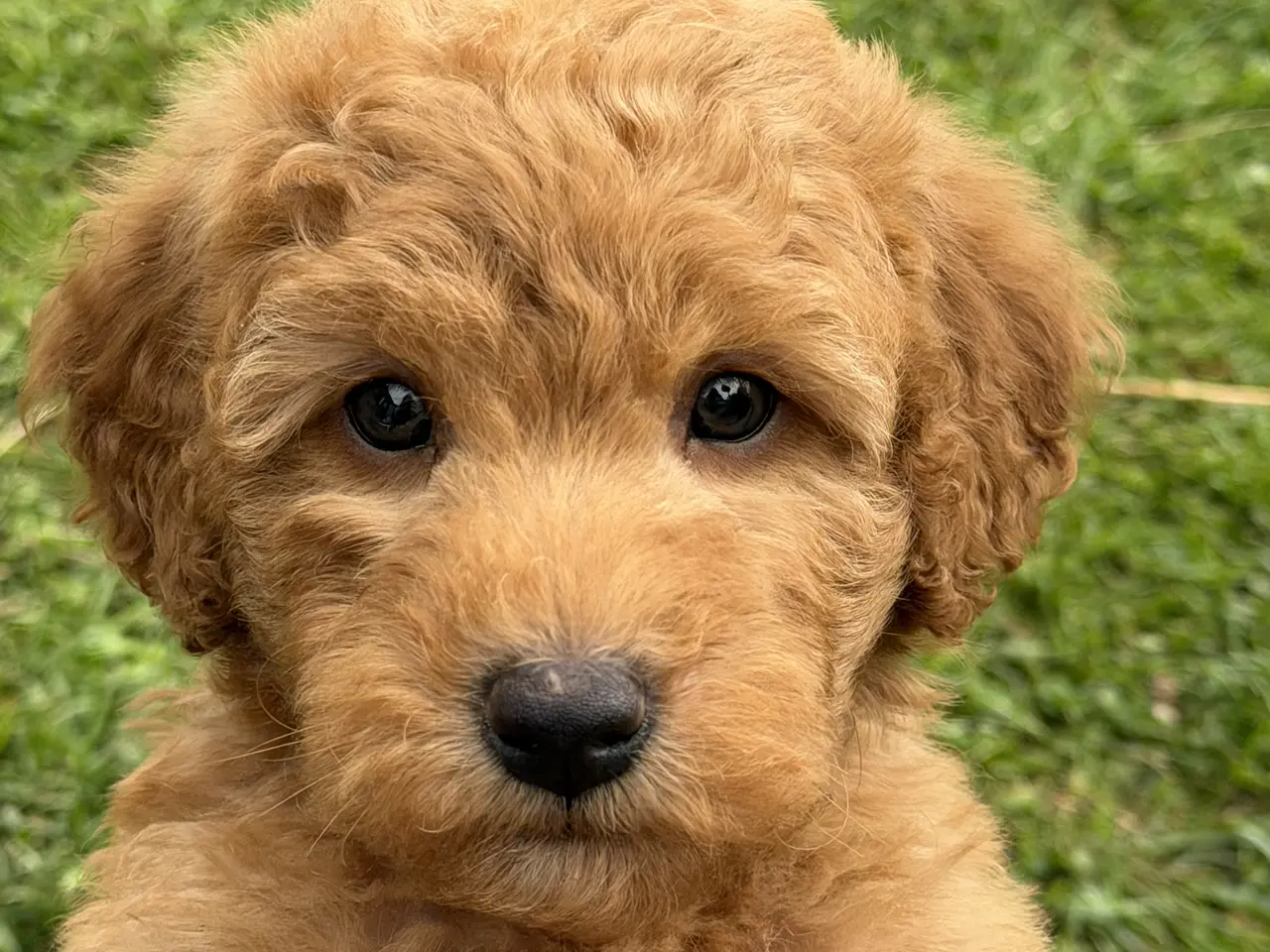 Billede 1 - Smukke mini Labradoodle ❤️🐾