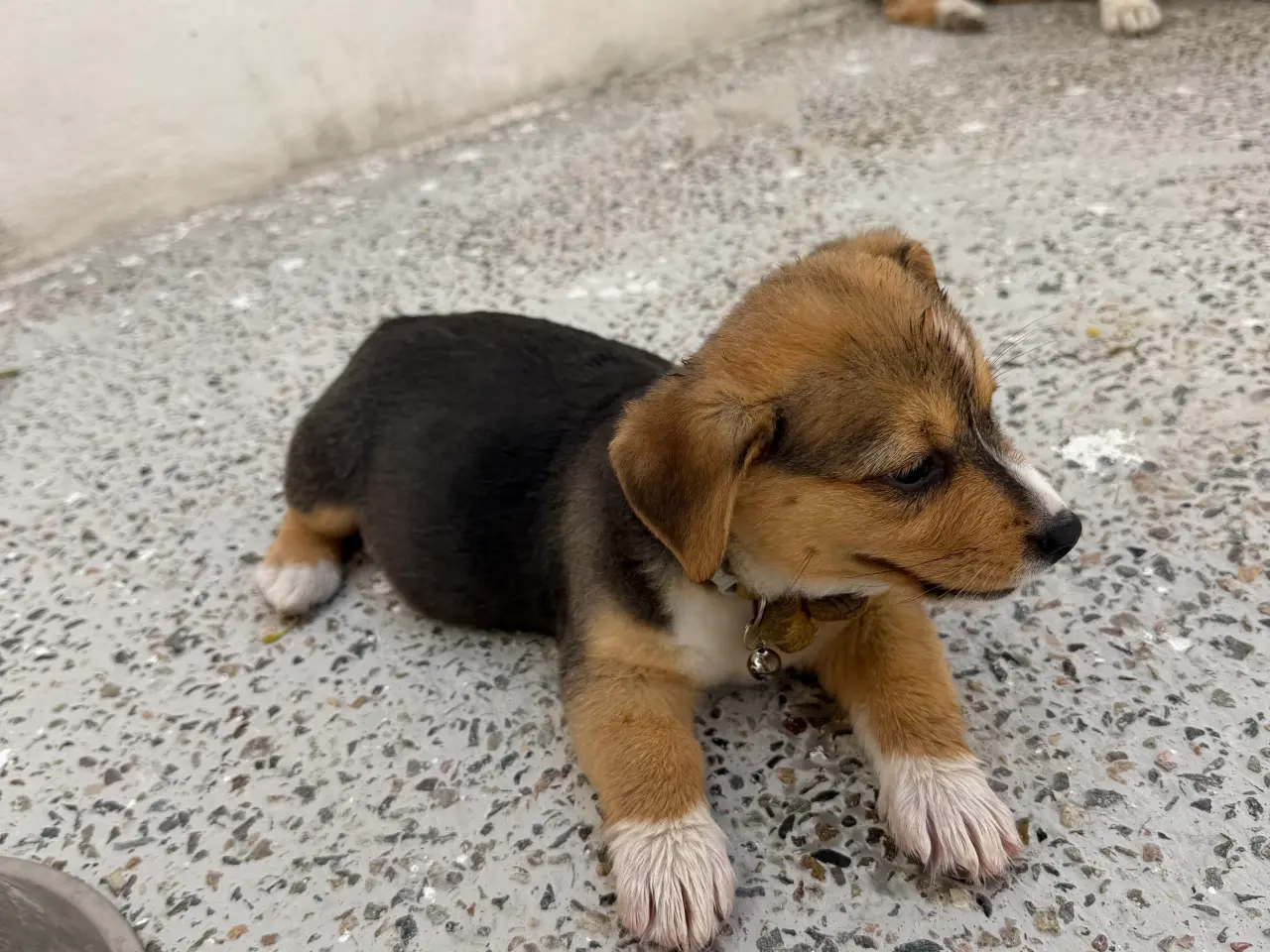 Billede 7 - Corgi Pembroke hundehvalpe