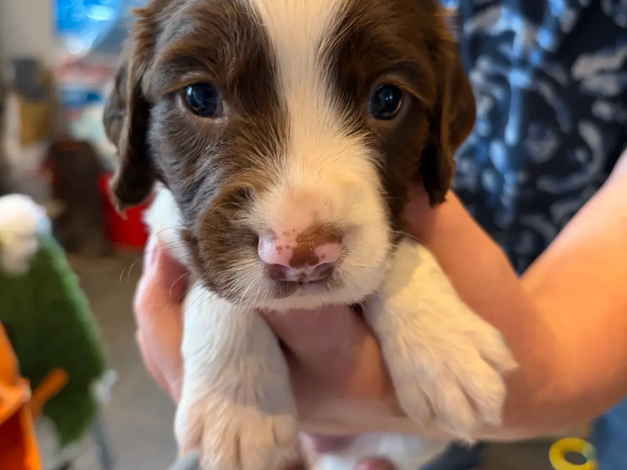 Billede 9 - Ft. Springer Spaniel hvalpe !