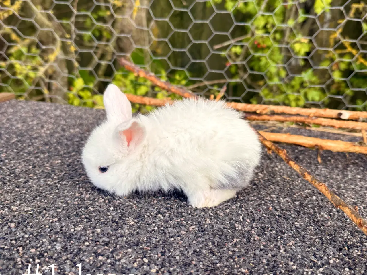 Billede 2 - Mini Lop kaninunger
