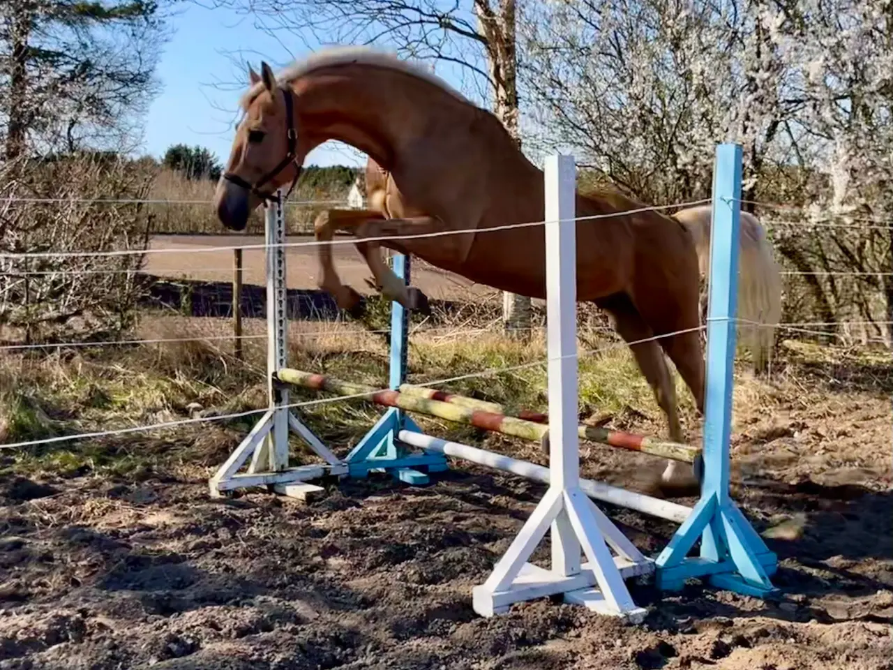 Billede 1 - Bedækning ved kåret og avlsgodkendt palomino hings