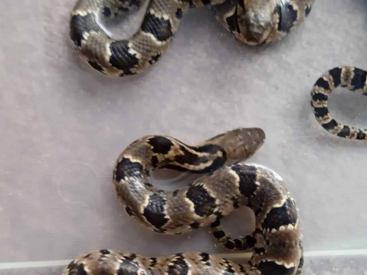 Billede 4 - Falske Vandkobra (Hydrodynastes Gigas)