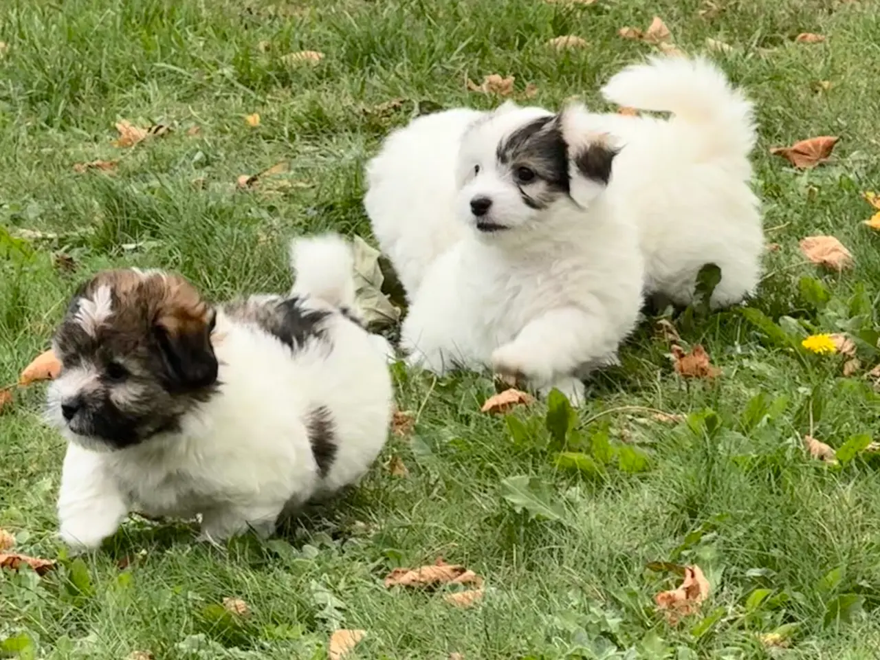 Billede 10 - Coton de tulear/havaton blanding