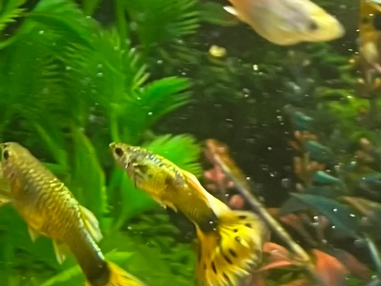 Billede 5 - Guppy mix Fisk unger 