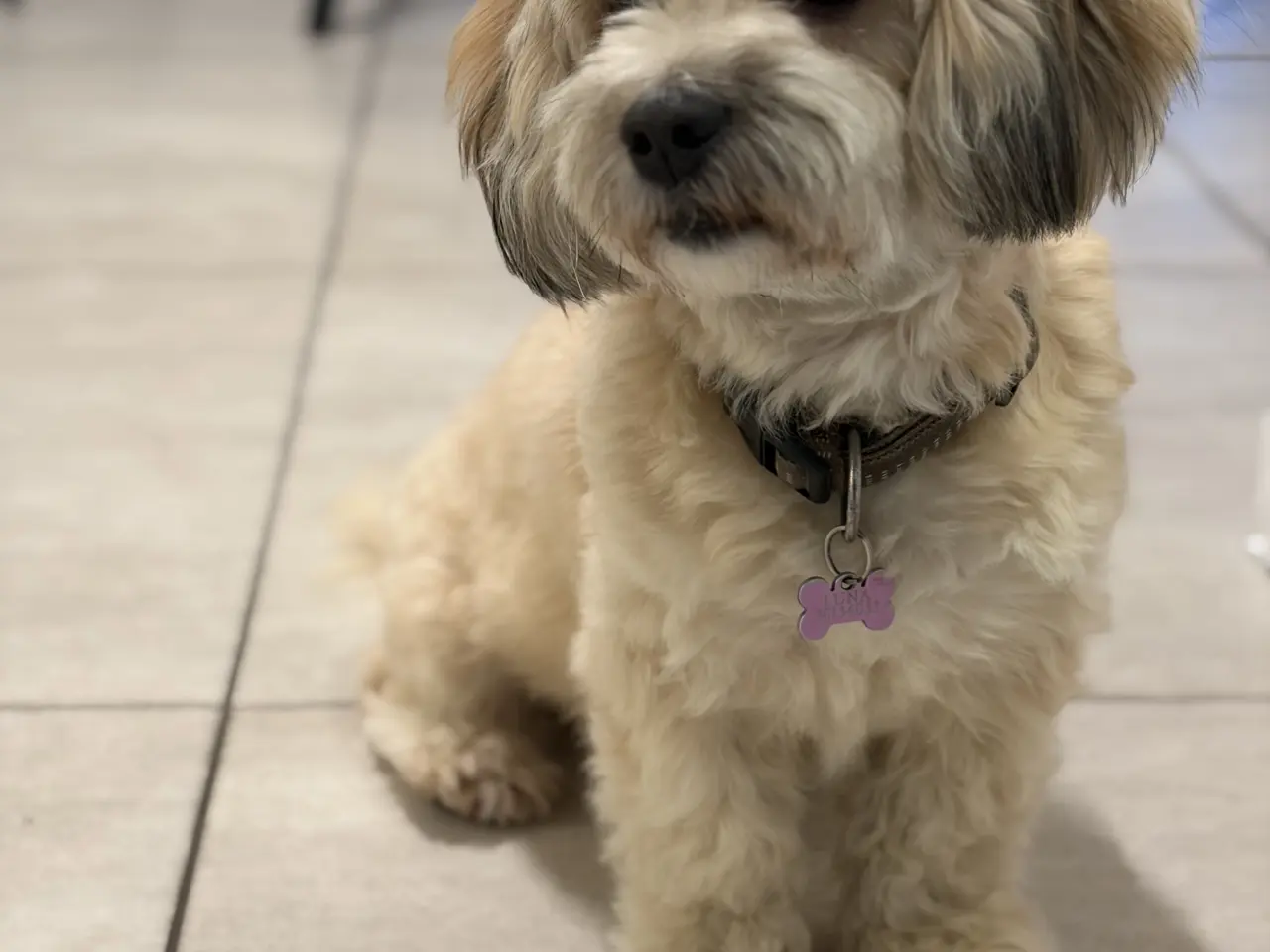 Billede 7 - Bichon havanise og Coton de Tulear blanding