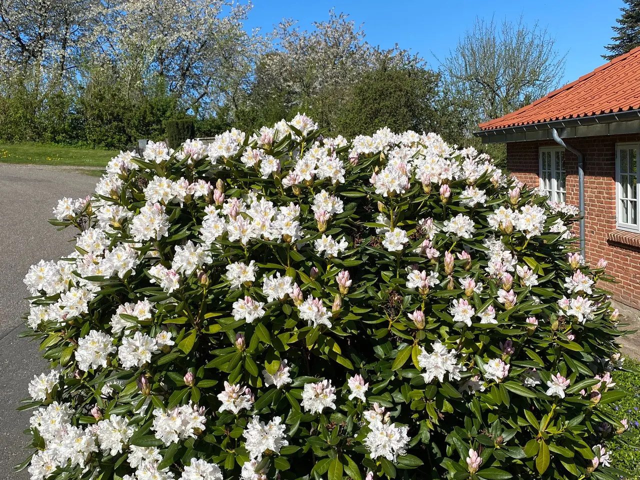 Billede 2 - Rhododendron 