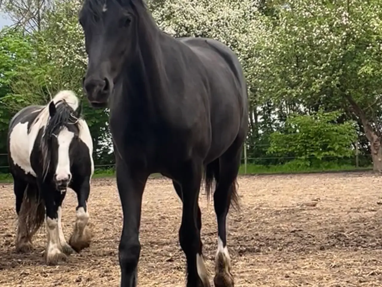 Billede 1 - Oldenborger Tinker blanding