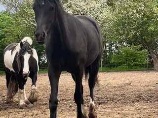 Oldenborger Tinker blanding