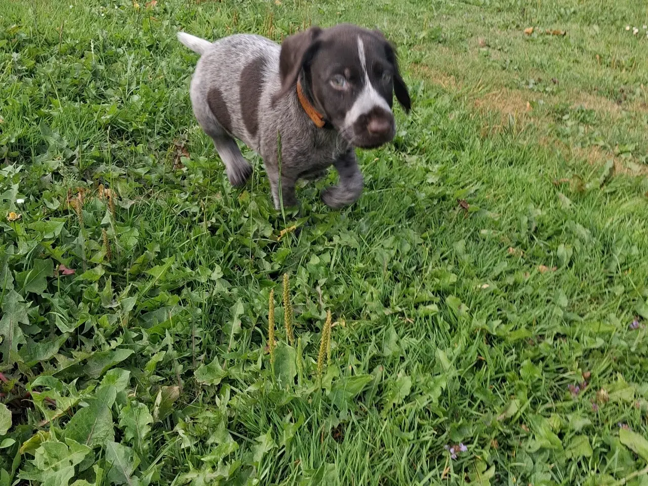 Billede 6 - Ruhåret hønsehund hvalpe