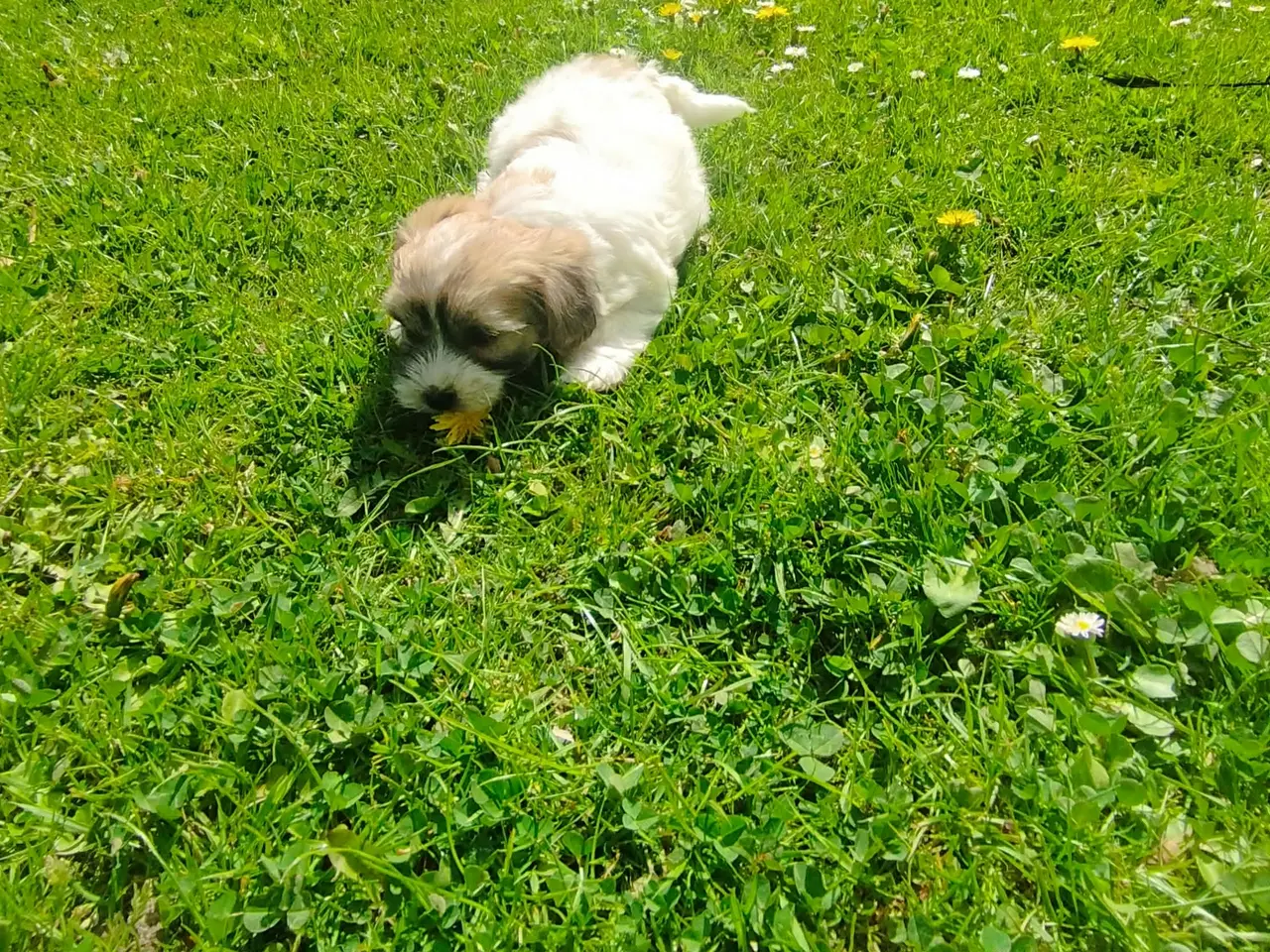 Billede 4 - Coton de tulear hvalpe piger