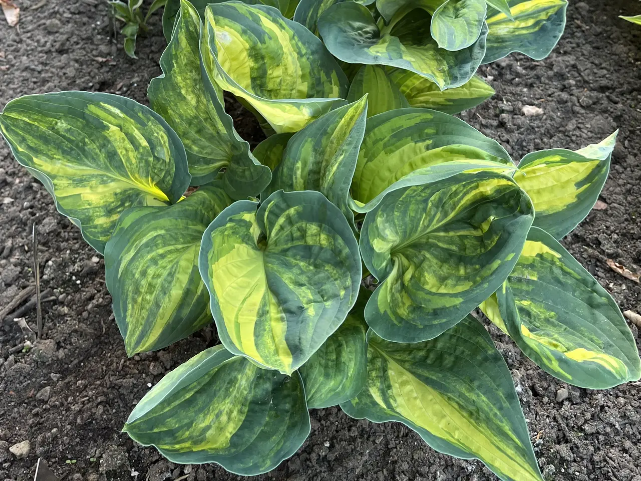 Billede 3 - Hosta sælges