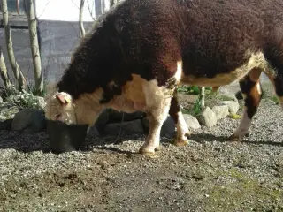 HereFord Løbetyr