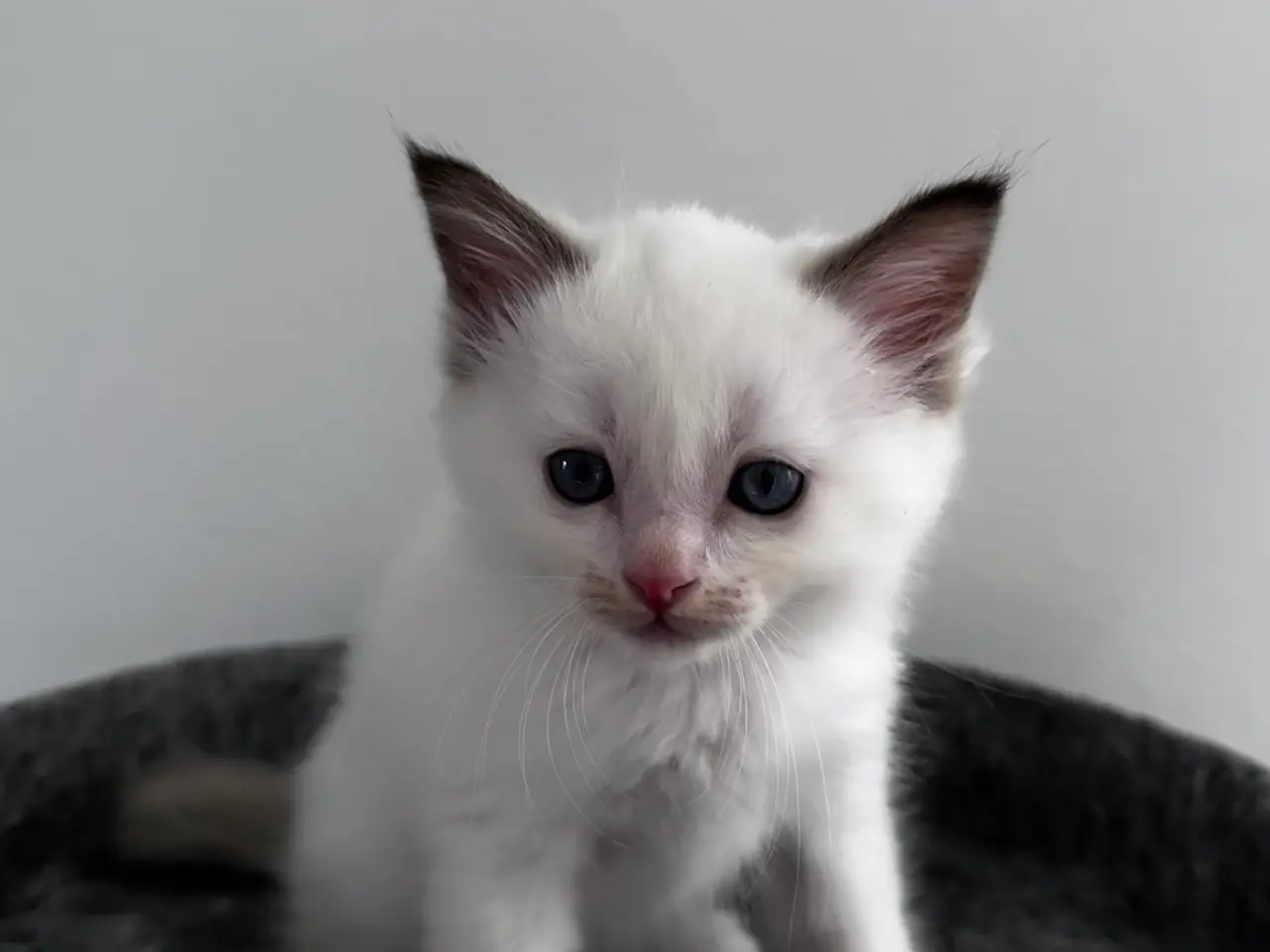 Billede 5 - Smukke Ragdoll killinger til salg