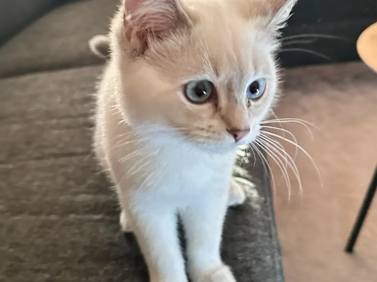 Billede 3 - Luna søger permanent hjem 😊