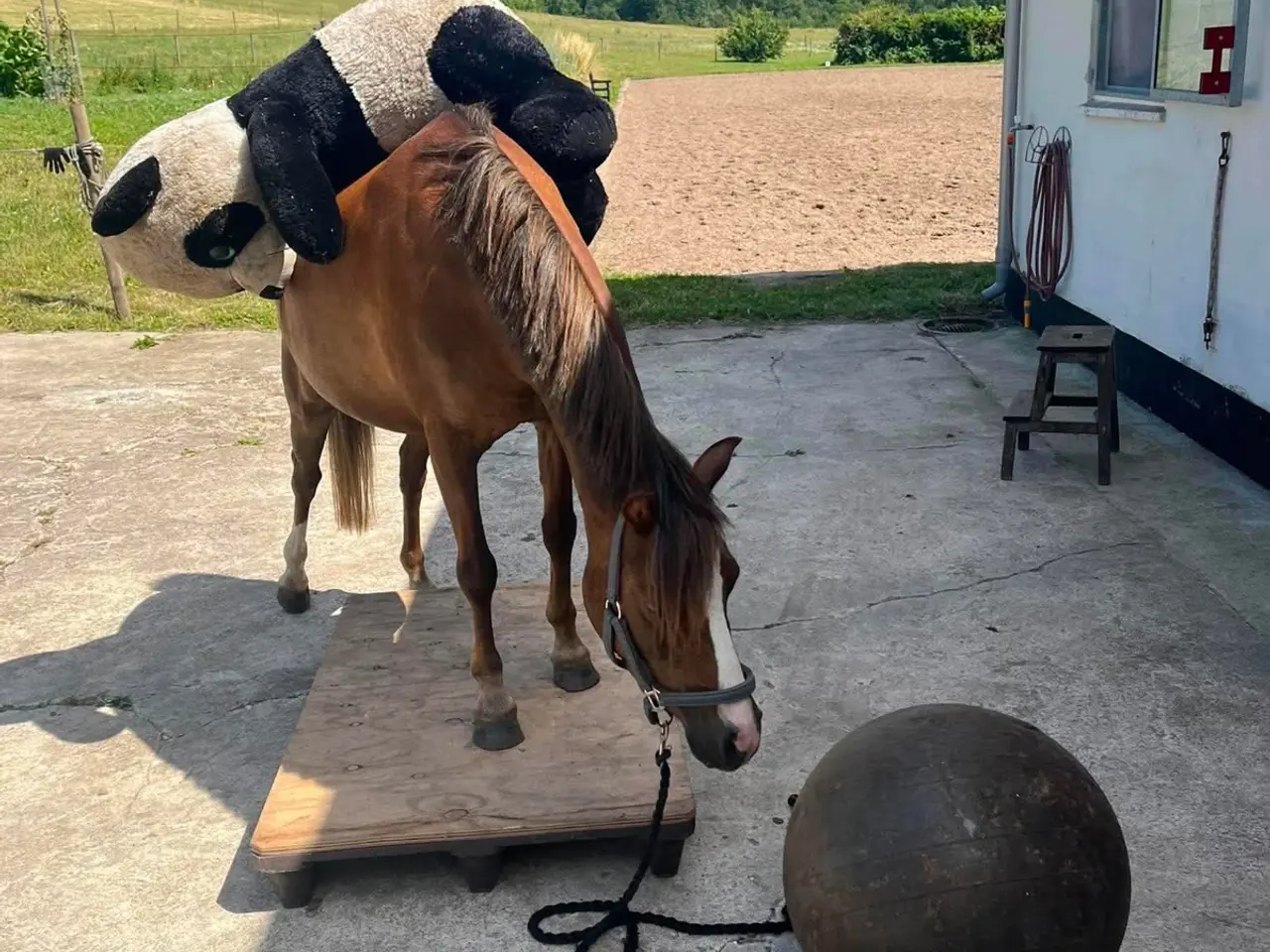Billede 9 - Pony kat.3 
