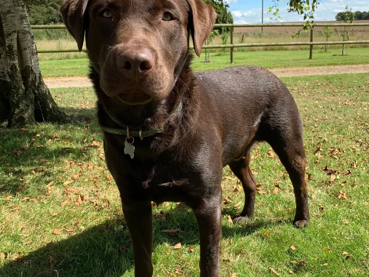 Billede 2 - Brun labrador