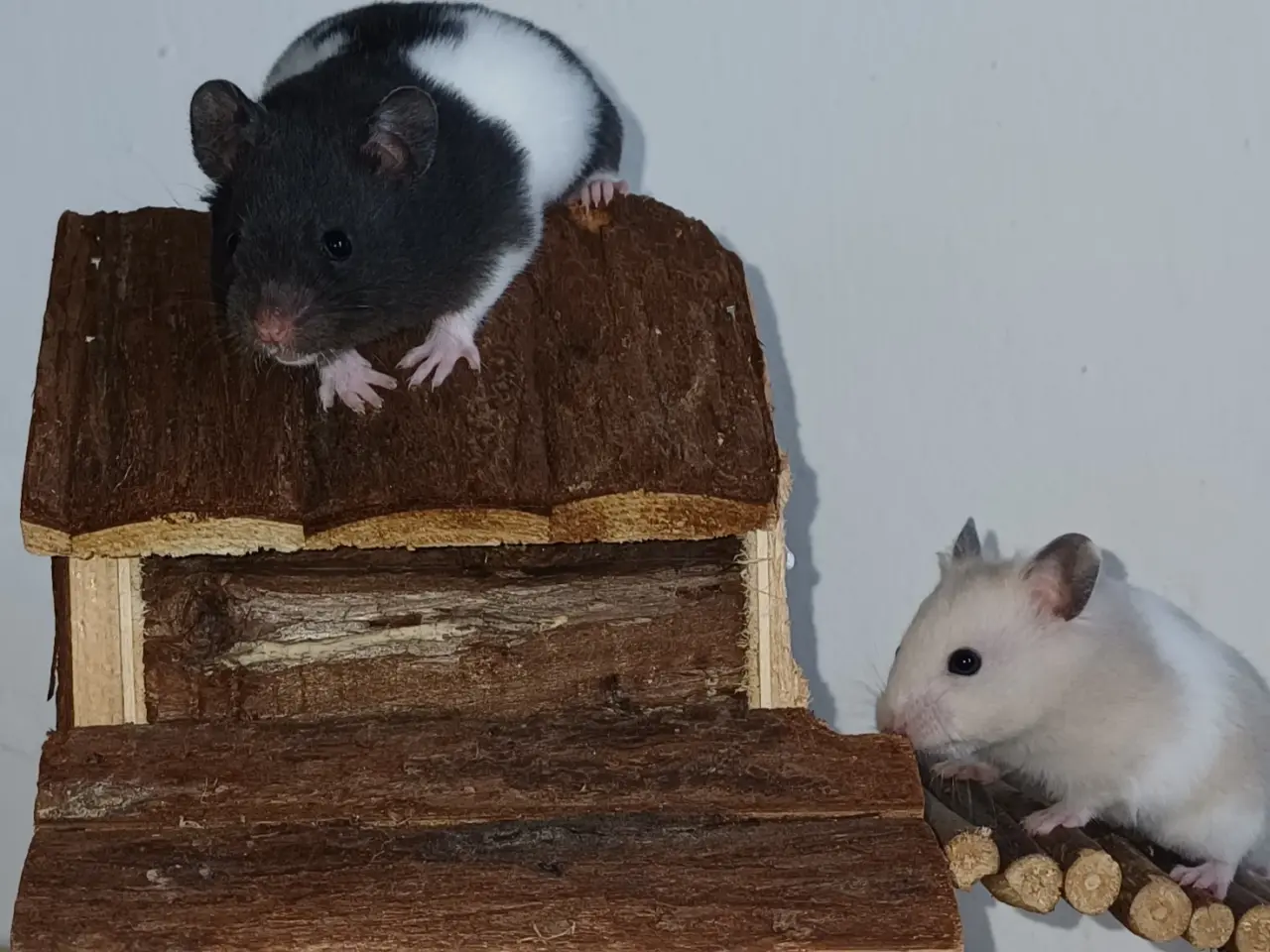 Billede 14 - Guldhamster unger
