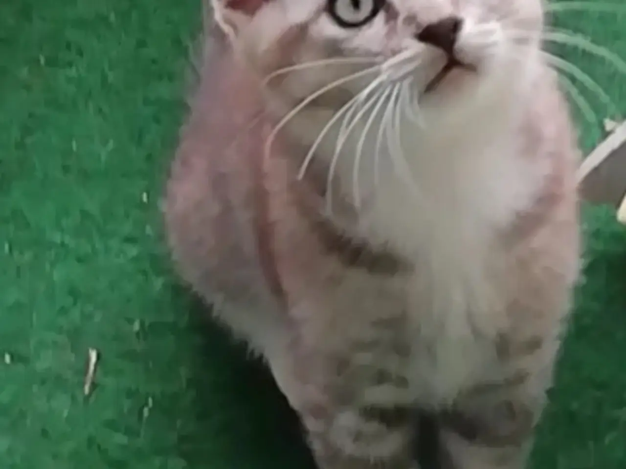 Billede 10 - Grey – en høflig og kærlig Scottish Fold han søger
