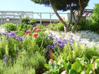 Margueritter, ærteblomster mm
