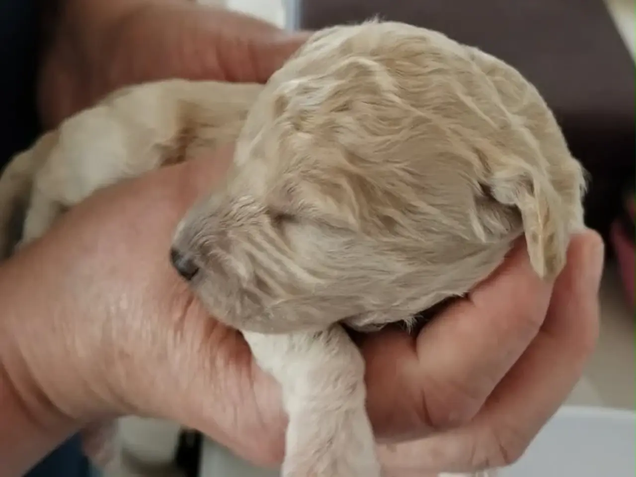 Billede 7 - Mød den fantastiske shapendoodle -