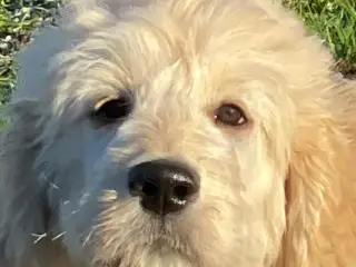 Goldendoodle-HVALPE