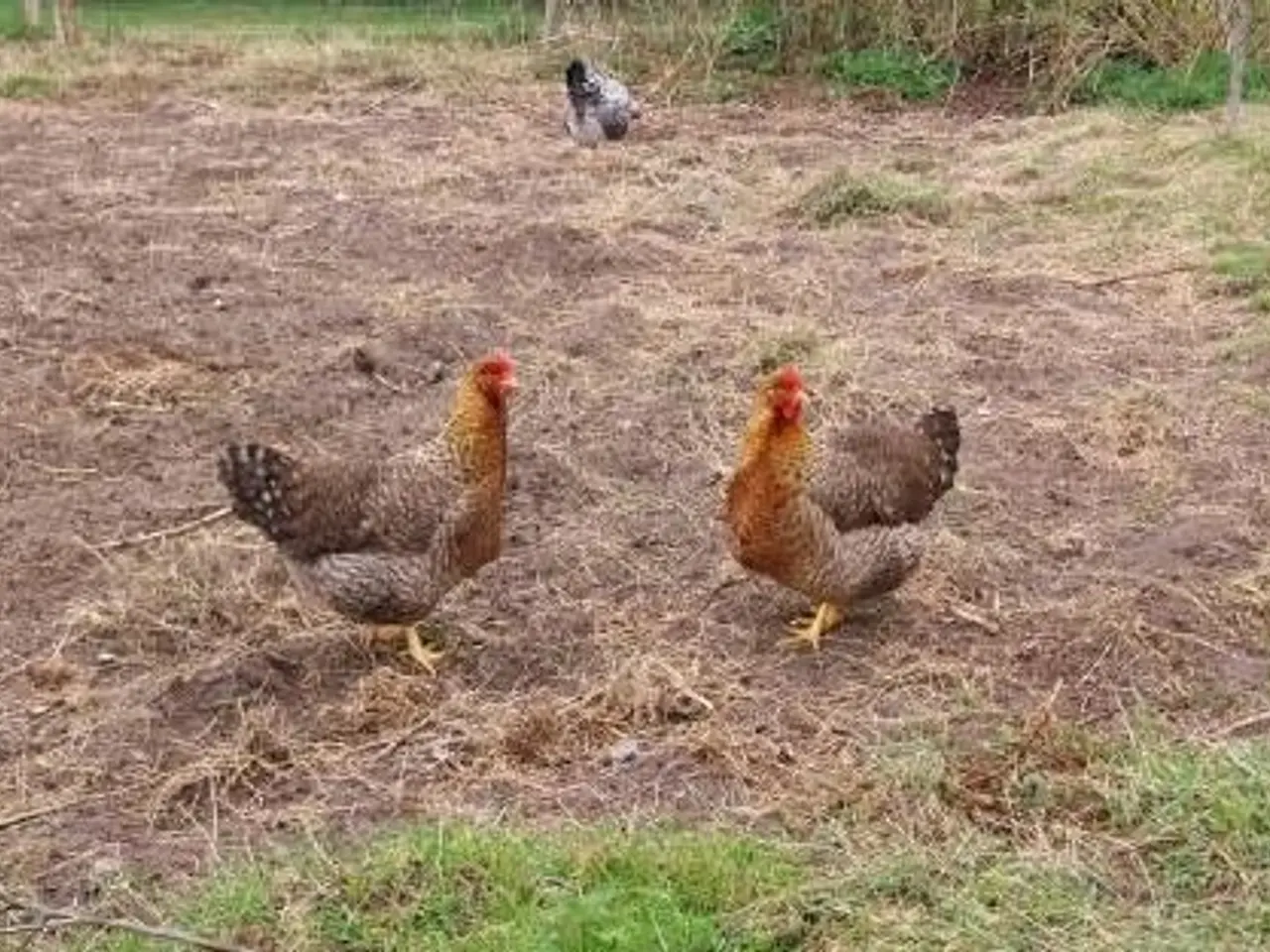 Billede 4 - Sorte Orpiton og Bielefelder rugeæg.
